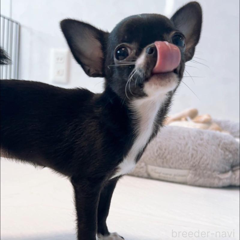 成約済の山口県のチワワ(スムースコート)-410304の2枚目